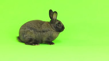 yeşil ekran (üç aylık) studio vurdu izole kahverengi tavşan hamle