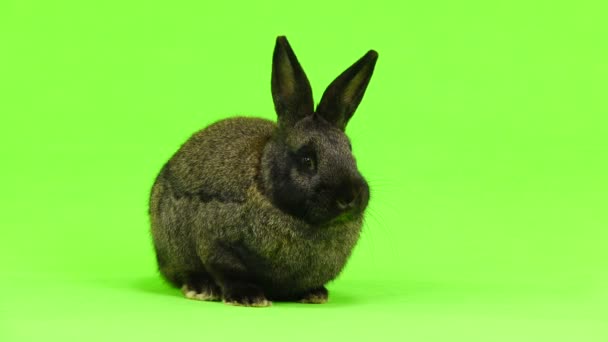 Lapin Brun Isolé Sur Écran Vert Trois Mois Plan Studio — Video