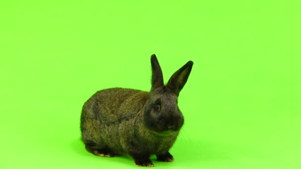 Mâcher Lapin Sur Écran Vert Trois Mois — Video