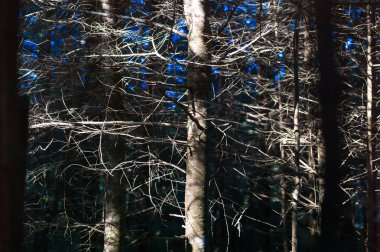 Gökyüzüne karşı grafik ağaç dalları