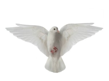 White dove in flight on a white  clipart