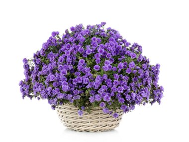 Mavi Astra beyaz bir arka planda izole bir tencerede