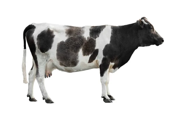 Preto - vaca branca isolada sobre um fundo branco . — Fotografia de Stock