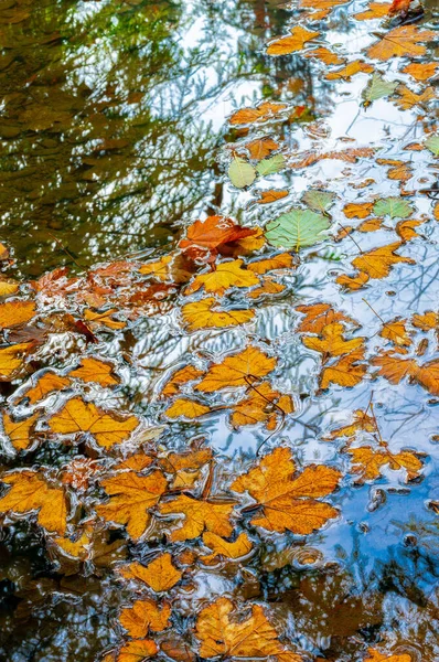 Кленове листя лежить на воді восени . — стокове фото