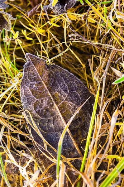 Harde vorst op een blad van een boom in de herfst. — Stockfoto