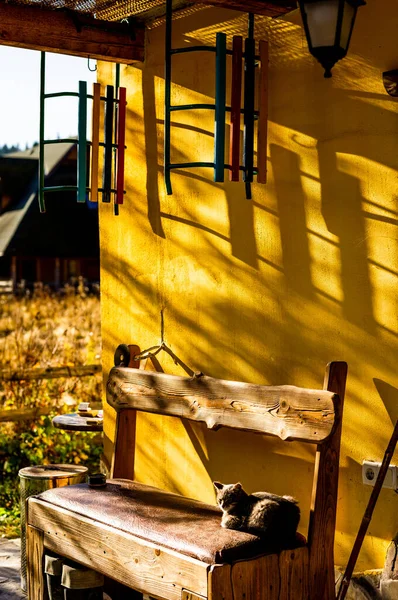 Un gatto siede su una panchina in una giornata di sole . — Foto Stock