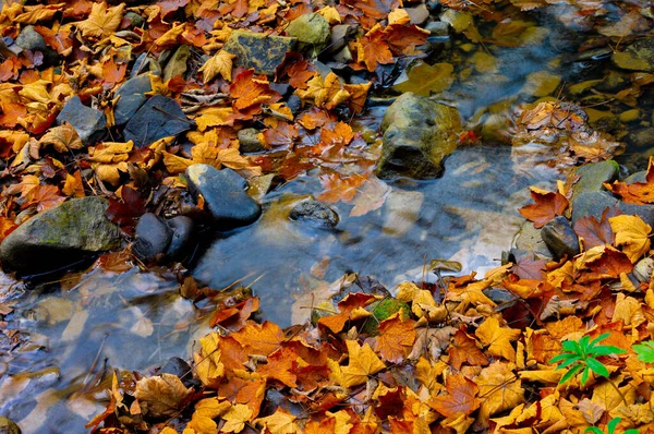 Foglie d'acero si trovano sull'acqua in autunno . — Foto Stock