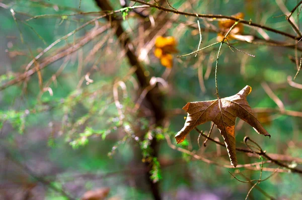 Trockenes Ahornblatt auf einem Waldhintergrund. — Stockfoto