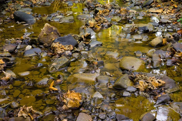 Pietre e fauna acquatica nella foresta. autunno . — Foto Stock