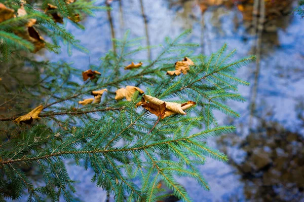 川を背景にモミの木の上にカエデの葉がある。 — ストック写真