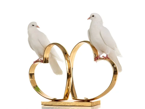 Dvě hrdličky sedí na zlatě v srdcích izolovaných na bílém — Stock fotografie
