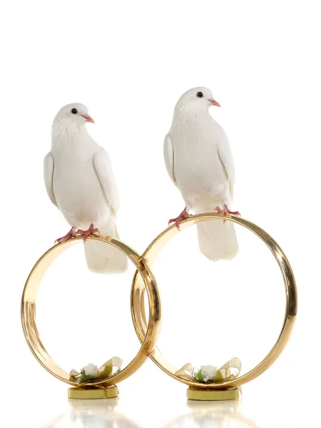 Pombas brancas sentam-se em anéis de casamento isolados em um branco — Fotografia de Stock