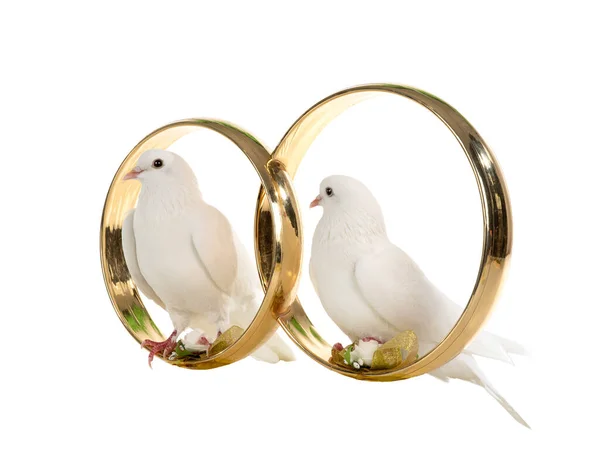 Pombas brancas sentam anéis de casamento isolados em um branco — Fotografia de Stock