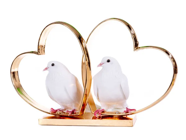 Dos palomas se sientan en oro en corazones aislados en un blanco — Foto de Stock