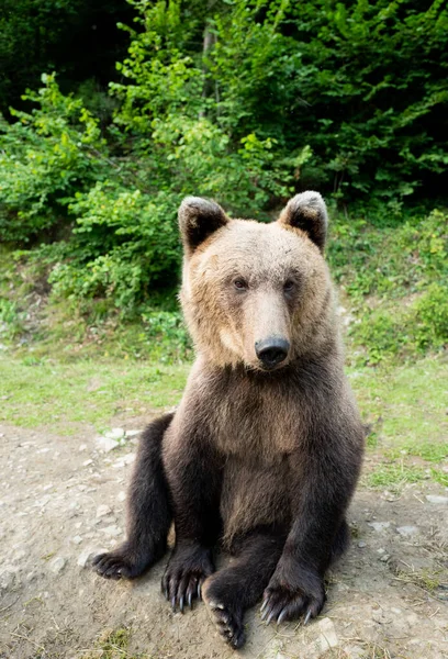 Um urso senta-se na terra em uma floresta . — Fotografia de Stock