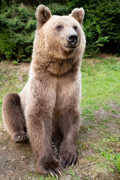 Un orso siede sulla terra in una foresta . — Foto Stock