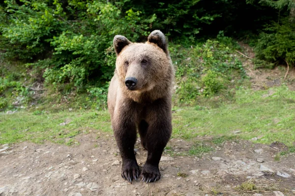 Orso bruno si erge sullo sfondo della foresta . — Foto Stock