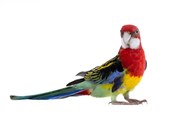 Papagaio Rosella papagaio isolado no fundo branco — Fotografia de Stock