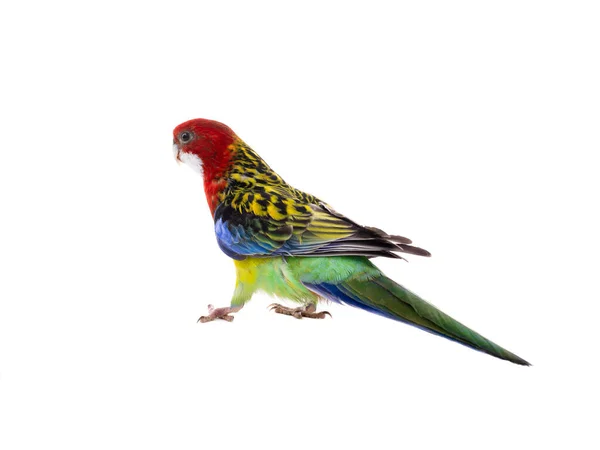 Beyaz arka plan üzerinde izole Rosella papağan papağan — Stok fotoğraf