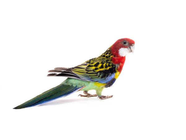 parrot Rosella parrot isolated on white background