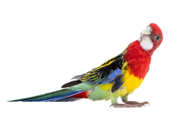 Papagei rosella Papagei isoliert auf weißem Hintergrund — Stockfoto