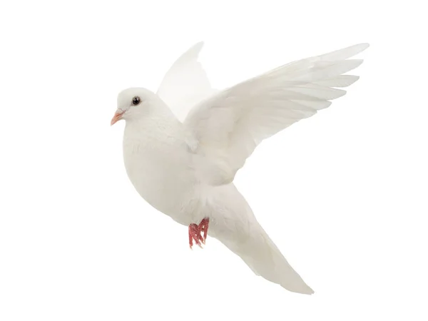 White dove in flight on a white — Stock Photo, Image