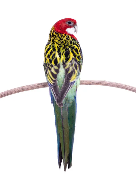Papegoja Rosella papegoja isolerad på vit bakgrund — Stockfoto