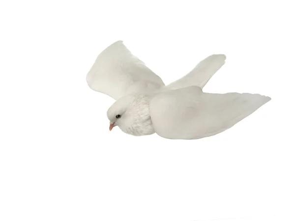 White dove in flight on a white — Stock Photo, Image