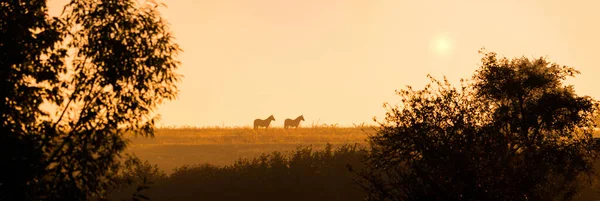 두 마리의 말 이 초원에 있고 해 가 뜨는 곳에 있노라. 우크라 이나 — 스톡 사진
