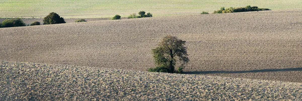 Árvore solitária no meio de um campo arado — Fotografia de Stock