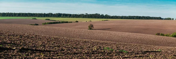Vista de um campo arado e uma árvore solitária . — Fotografia de Stock