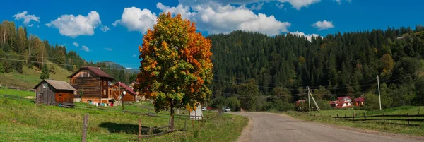 Camino de montaña y árbol colorido en los Cárpatos. Ucrania —  Fotos de Stock