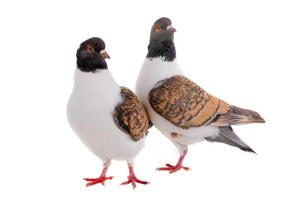 Due piccioni tedeschi modena isolati su fondo bianco — Foto Stock