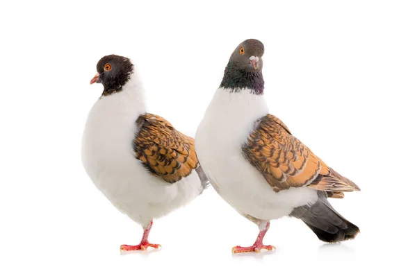 Dois pombo alemão modena isolado no fundo branco — Fotografia de Stock