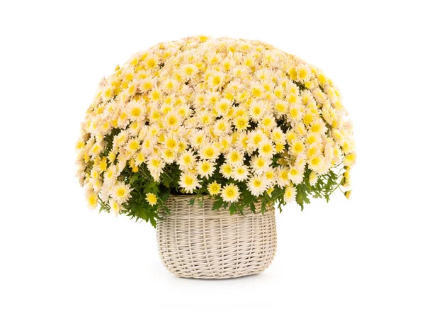 Ramo amarillo de crisantemos sobre un fondo blanco —  Fotos de Stock