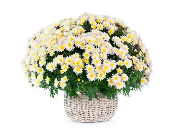 Белый букет хризантем на белом фоне — стоковое фото