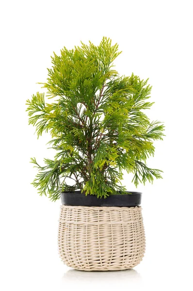 Golden thuja in a pot isolated on white background — 스톡 사진