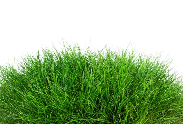 Grass isolated on a white background — Stock Photo, Image