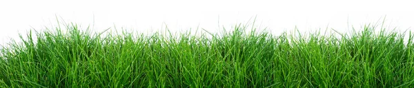 白地に隔離された草 — ストック写真