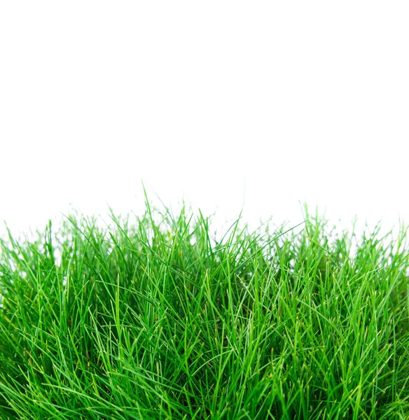 Grass isolated on a white background — Stock Photo, Image