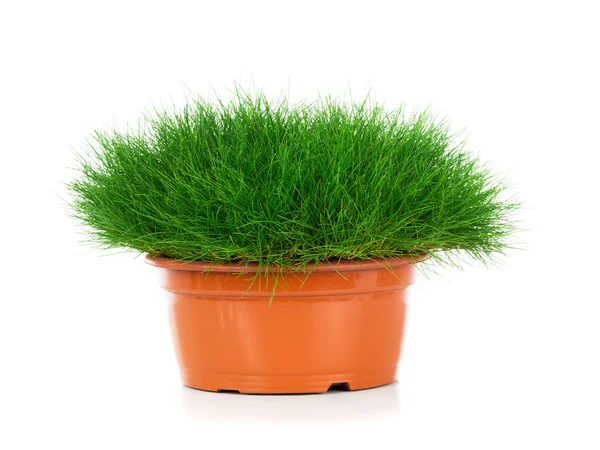 Herbe Festuca gautieri isolé sur fond blanc — Photo