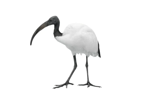 Afrikanska heliga ibis isolerad på vit — Stockfoto