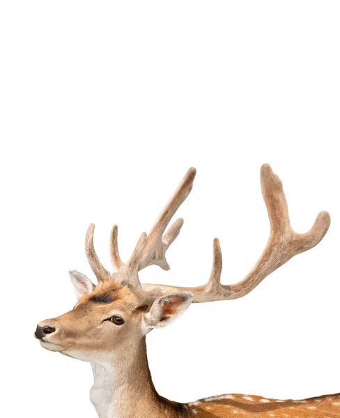 Portret czerwonego jelenia na białym — Zdjęcie stockowe