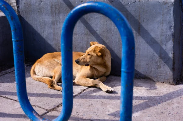 Brun hund ligger nära huset. — Stockfoto