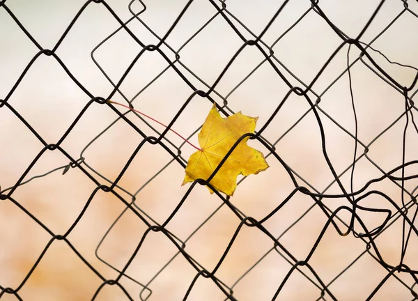 Maple yellow leaf on a mesh fence. — Stock Photo, Image