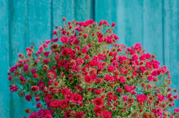 Bush of red aster on a blue background. — Stock Photo, Image