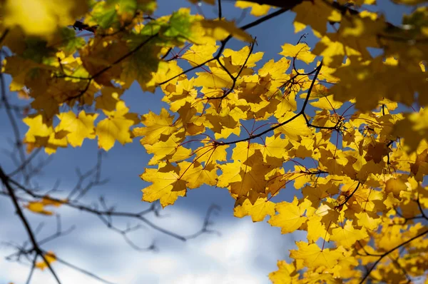 Autumn leaves of maple against the sky. — Stock Photo, Image