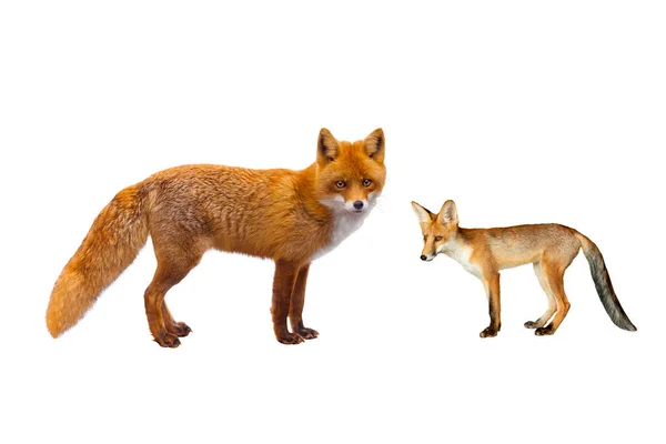 Raposa e raposa jovem isolado em um fundo branco — Fotografia de Stock