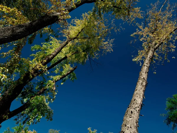 秋天，老枫树映衬着天空 — 图库照片