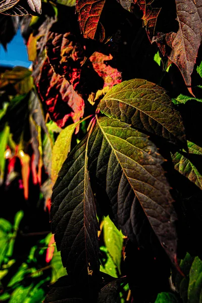 Дикие листья винограда после первого мороза — стоковое фото